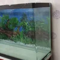 آکواریوم شیشه خم|ماهی|فولادشهر, B5|دیوار