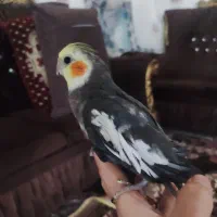 ۴ عدد عروس هلندی باهوش|پرنده|شیروان (خراسان), |دیوار