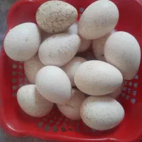 تخم بوقلمون