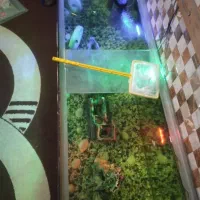 اکوایوم|ماهی|بندرعباس, |دیوار