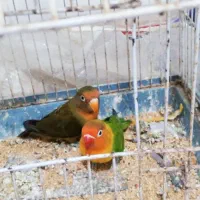 طوطی کوتوله فروشی