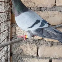 کفتر گرفتنی یا صید|پرنده|چناران, |دیوار