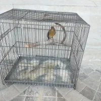 فروش قناری ماده