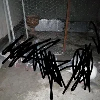 کفتر یاکبوتر غوره ای گمشده