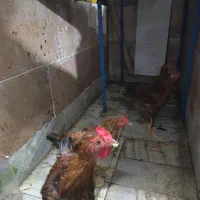 مرغ و خروس محلی