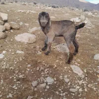 (کهره شیری)ماده