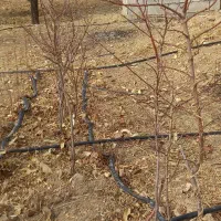 نهال بادام۳ ساله