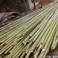 برای چیدن (جور) و فندق ارتفاع 6 متر
