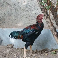 مرغ وخروس لاری