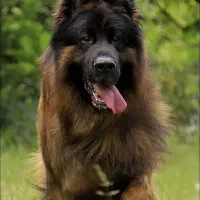 ژرمن شولاین کینگ