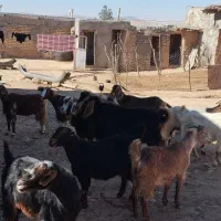 بزداشت|حیوانات مزرعه|کوهدشت, |دیوار