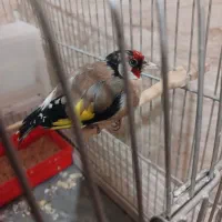 سهره اروپایی نر 3600با قفس