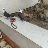 کبوتر رنگی|پرنده|آبادان, |دیوار