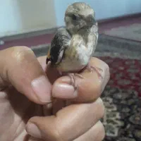 سهره زاده قفس