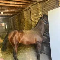 کره اسب نریان درجه ۱|اسب و تجهیزات اسبسواری|شازند, |دیوار