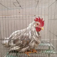 خروس محلی|حیوانات مزرعه|رباط‌کریم, کاظم‌آباد|دیوار