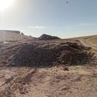 کودگوسفندی