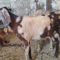 تیشتر با کهره