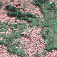 ماهی گیاه خوار تترا|ماهی|رشت, نیکمرام|دیوار