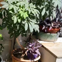 گل شفلرا  یا پنجه کلاغی