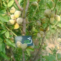 انواع نهال و درخت میوه در نهالستان خرم ، گلخانه|خدمات باغبانی و درختکاری|مشهد, سیس‌آباد|دیوار