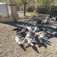 بوقلمون نورآباد