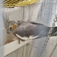 عروس هلندی ۱ساله نیم|پرنده|چالوس, |دیوار