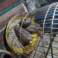 سه مرغ فروشی