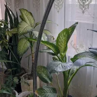 آباژور ایستاره