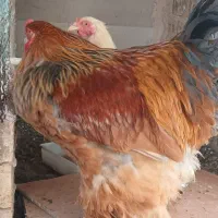 مرغ و خروس برهما اصل