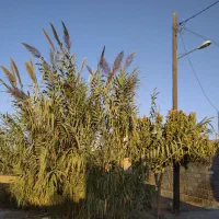 نی جهت استفاده تزئینی