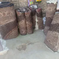 ارسال رایگان بافنده ام چهل رج جفت نه متری|فرش|اردبیل, |دیوار