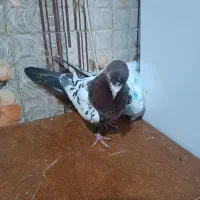 مجسمه سینه ای هفت رنگ