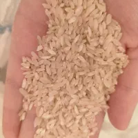 فروش برنج کومفیروزی به شرط پخت