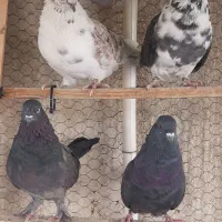 پرنده کفتر کبوتر