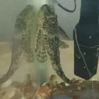 لجن خوار