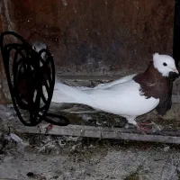 کفتر
