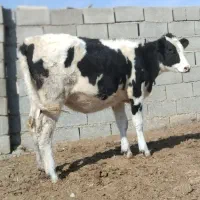 گاو گوساله نوبر تلیسه|حیوانات مزرعه|کامفیروز, |دیوار