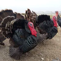 بوقلمون بالغ برنزه