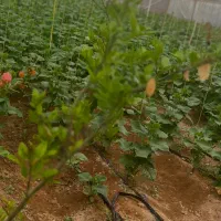 فروش-گلخانه