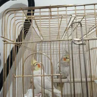 یه جفت عروس هلندی مولد سالم سرحال بهترین رنگ|پرنده|همدان, |دیوار