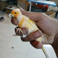 موزایکی|پرنده|قلقل رود, |دیوار