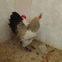 خروس برهما|حیوانات مزرعه|قم, ولیعصر|دیوار