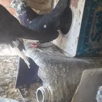 کفتر حراج|پرنده|سیمکان, |دیوار