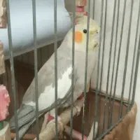 عروس هلندی ماده