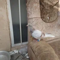 کفتر .کبوتر