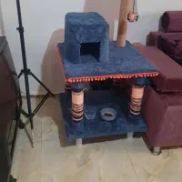 پرشین|گربه|آستانه اشرفیه, |دیوار