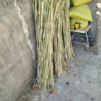 فروش نی چیت