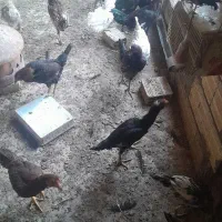 مرغ خروس لاری فقط معاوضه با بره