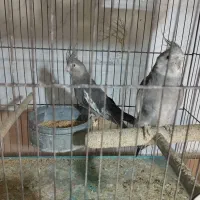 عروس هلندی وایت فیس|پرنده|قم, ناصردیوان|دیوار